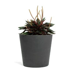 Mini Bucket Plant Pot - Black Washed 13 Mini Bucket Plant Pot - Black Washed -Indoor Plant Store Peperomia caperata Rosso Mini Bucket Plant Pot Black Washed