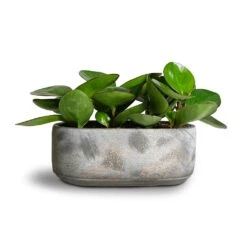Saar Oval Plant Bowl - Earth Cement -Indoor Plant Store Peperomia clusiifolia Red Margin Red Edged Radiator Plant 11x20cm Saar Oval Plant Bowl Earth Cement 26x13x11cm 2
