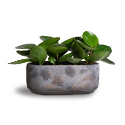 Peperomia Clusiifolia Red Margin - Red Edged Radiator Plant -Indoor Plant Store Peperomia clusiifolia Red Margin Red Edged Radiator Plant 11x20cm Saar Oval Plant Bowl Earth Cement 26x13x11cm 01ab1490 2500 46ca 9303 2ff8277b1373