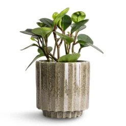 Lugano Scalloped Plant Pot - Green 14 Lugano Scalloped Plant Pot - Green -Indoor Plant Store Peperomia clusiifolia Red Margin Red Edged Radiator Plant 14x25cm Lugano Scalloped Plant Pot Green 16x16cm d10fc9bd dae3 4b28 aa9a 9d9599f9a464