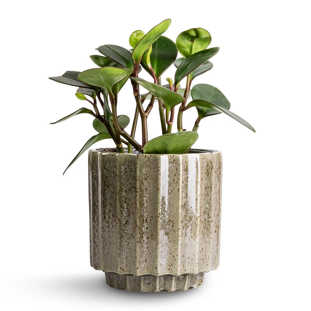 Lugano Scalloped Plant Pot - Green 6 Lugano Scalloped Plant Pot - Green - Image 6