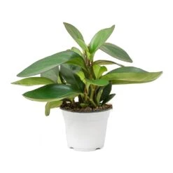 Peperomia Clusiifolia Red Margin - Red Edged Radiator Plant -Indoor Plant Store Peperomia clusiifolia Red Margin Red Edged Radiator Plant Large