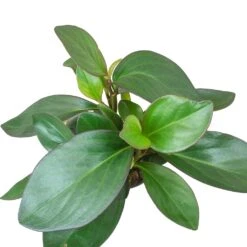 Peperomia Clusiifolia Red Margin - Red Edged Radiator Plant -Indoor Plant Store Peperomia clusiifolia Red Margin Red Edged Radiator Plant Large Leaves