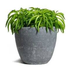Peperomia Ferreyrae Nevada - Happy Bean -Indoor Plant Store Peperomia ferreyrae Happy Bean Anne Plant Pot Blue Stone