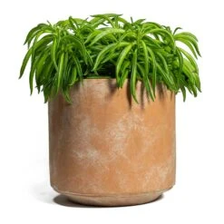 Peperomia Ferreyrae Nevada - Happy Bean -Indoor Plant Store Peperomia ferreyrae Happy Bean Saar Plant Pot Terra