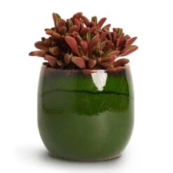 Charlotte Plant Pot - Green 27 Charlotte Plant Pot - Green -Indoor Plant Store Peperomia graveolens Ruby Glow Radiator Plant 10.5x17cm Charlotte Plant Pot Green 15x13cm 6e1b678a 0a33 4902 931d 3e0c19348120