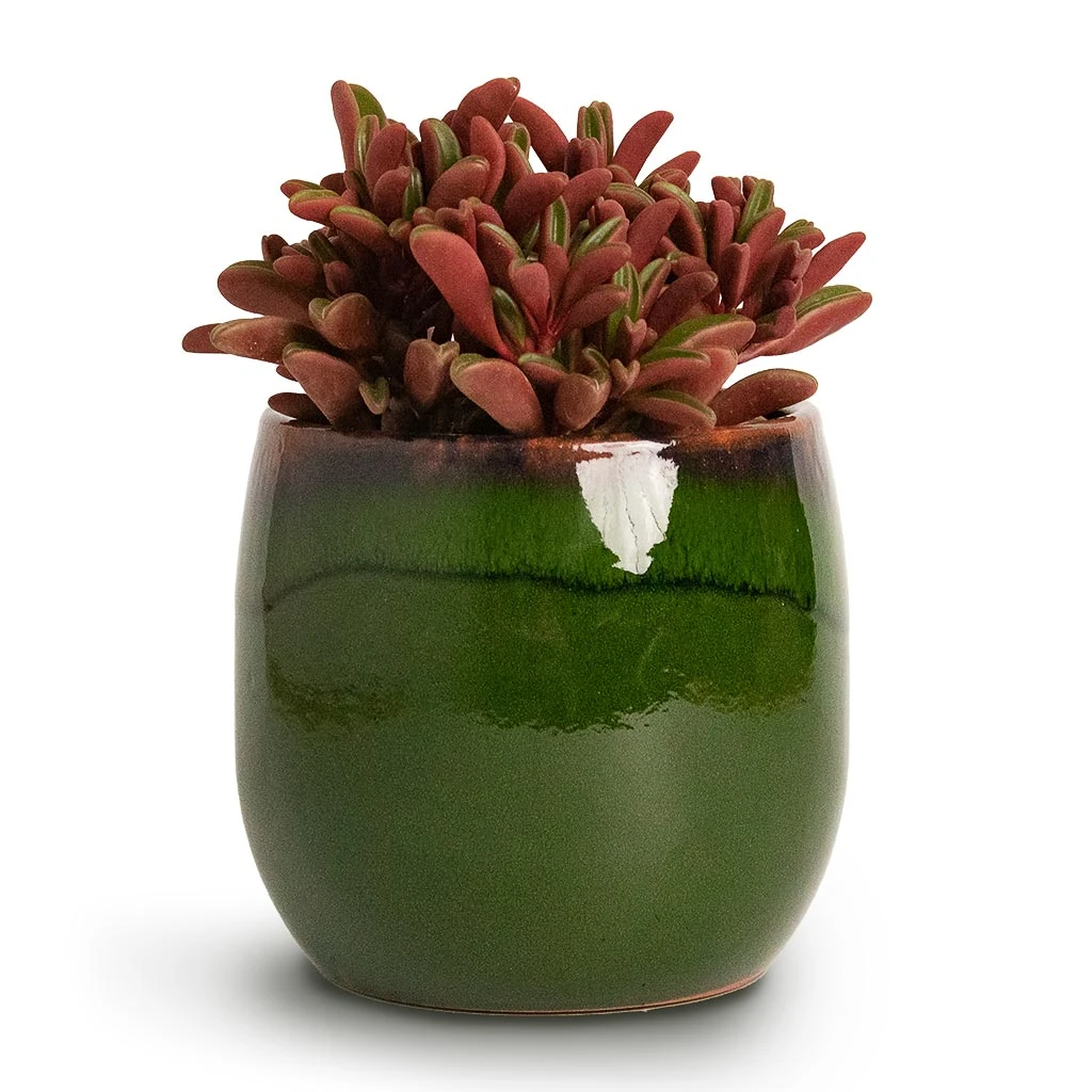 Charlotte Plant Pot - Green 8 Charlotte Plant Pot - Green - Image 8