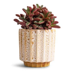 Lugano Scalloped Plant Pot - Mustard -Indoor Plant Store Peperomia graveolens Ruby Glow Radiator Plant 10.5x17cm Lugano Scalloped Plant Pot Mustard 13x13cm 0aadc796 596b 4f7f be8a 850a180dcff4