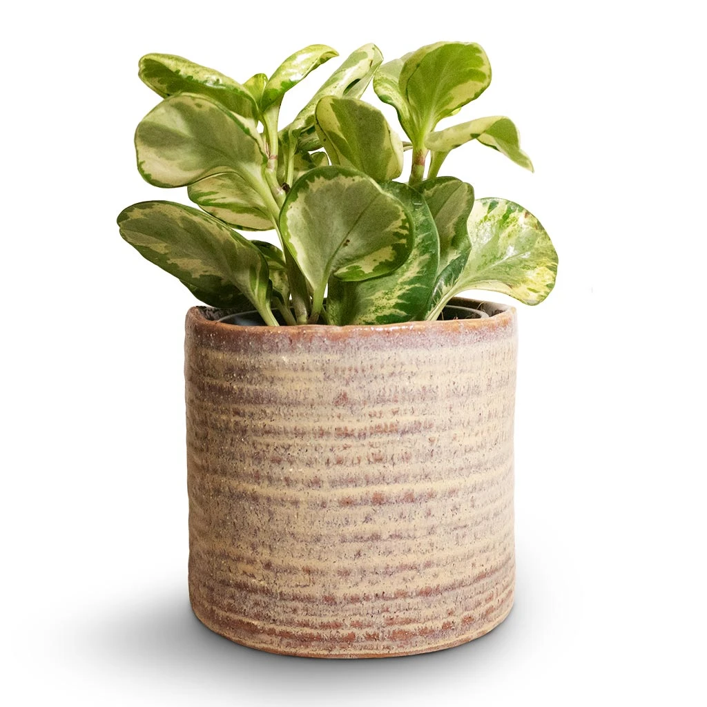 Hera Plant Pot - Ivory 2 Hera Plant Pot - Ivory - Image 2