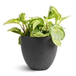 Mini Jesslyn Plant Pot - Black Washed -Indoor Plant Store Peperomia obtusifolia Golden Gate Baby Rubber Plant 14x25cm Mini Jesslyn Plant Pot Black Washed 18x15cm 1 ed3a6919 6dd9 4a43 92e8 35e449ec0827