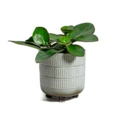 Peperomia Clusiifolia Red Margin - Red Edged Radiator Plant -Indoor Plant Store Peperomia obtusifolia Green Baby Rubber Plant Denise Plant Pot Off White