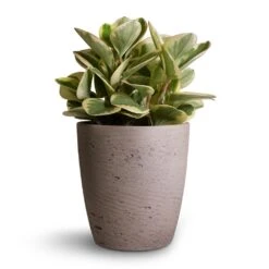 Gerben Plant Pot - Grey Washed -Indoor Plant Store Peperomia obtusifolia Obtipan Bicolor 12x20cm Gerben Plant Pot Grey Washed 15x16cm