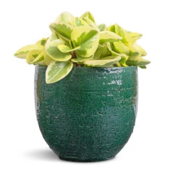 Jolin Plant Pot - Forest -Indoor Plant Store Peperomia obtusifolia Obtipan Bicolor 12x20cm Jolin Plant Pot Forest 14x13cm