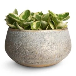 Noor Plant Bowl - Metallic Grey 8 Noor Plant Bowl - Metallic Grey -Indoor Plant Store Peperomia obtusifolia Obtipan Bicolor 12x20cm Noor Plant Bowl Metallic Grey 28x13cm