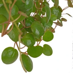 Peperomia Prostrata Pepperspot - String Of Coins -Indoor Plant Store Peperomia prostrata Pepperspot String of Coins 11x25cm 2