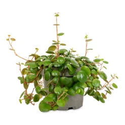 Peperomia Prostrata Pepperspot - String Of Coins -Indoor Plant Store Peperomia prostrata Pepperspot String of Coins 11x25cm 4