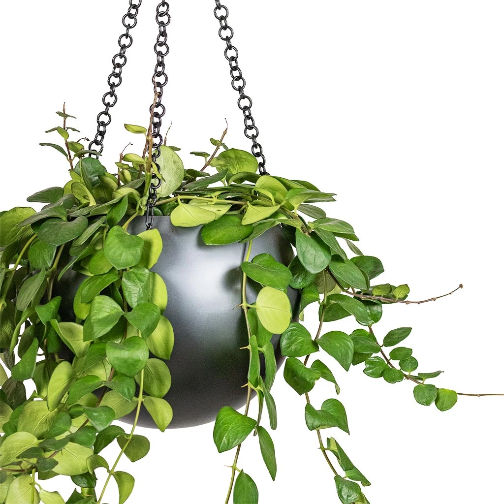 Gradient Hanging Plant Globe - Matt Grey 2 Gradient Hanging Plant Globe - Matt Grey - Image 2