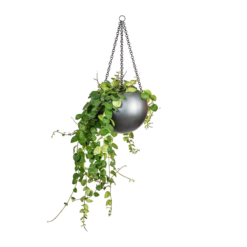 Gradient Hanging Plant Globe - Matt Grey 3 Gradient Hanging Plant Globe - Matt Grey - Image 3