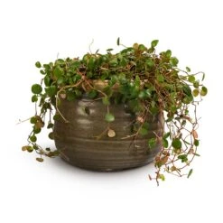 Peperomia Prostrata Pepperspot - String Of Coins -Indoor Plant Store Peperomia prostrata Pepperspot String of Coins 15x20cm Iris Plant Pot Moss Grey 21x17cm
