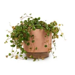 Peperomia Prostrata Pepperspot - String Of Coins -Indoor Plant Store Peperomia prostrata Pepperspot String of Coins 15x20cm Suze Plant Pot Pink 17x16cm