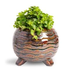 Dewi Plant Pot - Marrakesh -Indoor Plant Store Peperomia rotundifolia Trailing Jade Plant 12x20cm Dewi Plant Pot Marrakesh 18x14cm 65446e8f 53db 48ac b723 a26e9bc9dcde