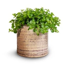 Hera Plant Pot - Ivory 14 Hera Plant Pot - Ivory -Indoor Plant Store Peperomia rotundifolia Trailing Jade Plant 15x25cm Hera Plant Pot Ivory 2