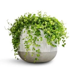 Pax Plant Pot - Ridged White Stripe 9 Pax Plant Pot - Ridged White Stripe -Indoor Plant Store Peperomia rotundifolia Trailing Jade Plant 28x50cm Pax Plant Pot Ridged White Stripe 40x36cm 2 984ef851 7643 4afb a165 7fc6a1373102