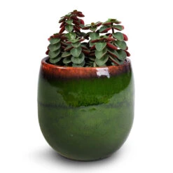 Charlotte Plant Pot - Green 36 Charlotte Plant Pot - Green -Indoor Plant Store Peperomia verticillata Red Log 11x15cm Charlotte Plant Pot Green 15x13cm