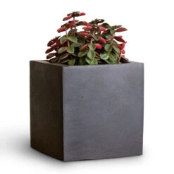 Fleur Natural Planter - Black -Indoor Plant Store Peperomia verticillata Red Log 11x15cm Fleur Natural Planter Black 15x15x15cm 2
