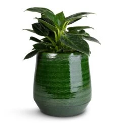Remi Plant Pot - Green 26 Remi Plant Pot - Green -Indoor Plant Store Philodendron Birkin White Wave 12x25cm Remi Plant Pot Green 18x19cm