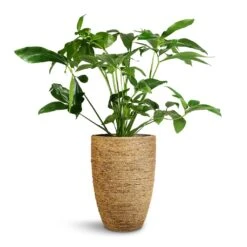Philodendron Green Wonder 10 Philodendron Green Wonder -Indoor Plant Store Philodendron Green Wonder 24x80cm Ben Plant Pot Straw Grass 30x41cm