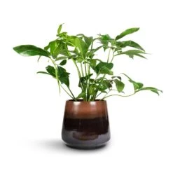 Philodendron Green Wonder 11 Philodendron Green Wonder -Indoor Plant Store Philodendron Green Wonder 24x80cm Joah Plant Pot Truffle 33x28cm