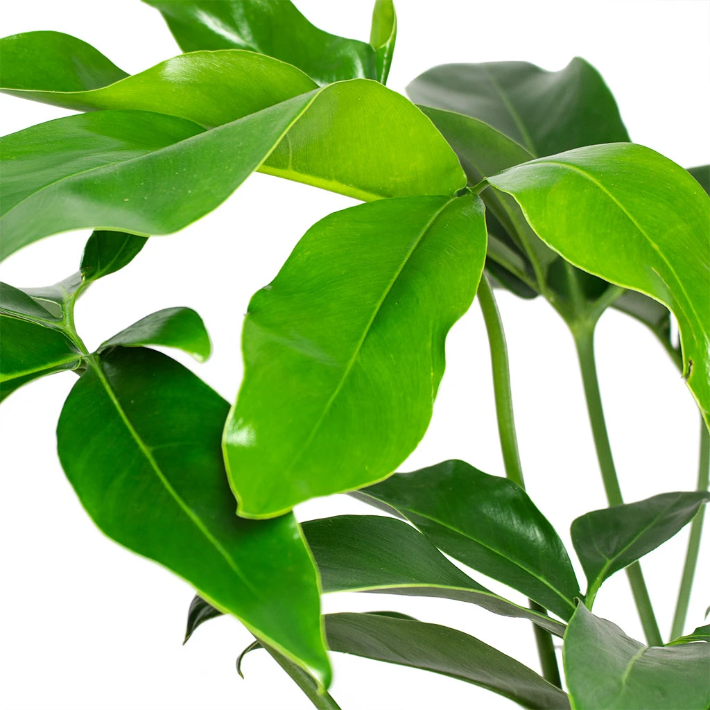 Philodendron Green Wonder 2 Philodendron Green Wonder - Image 2