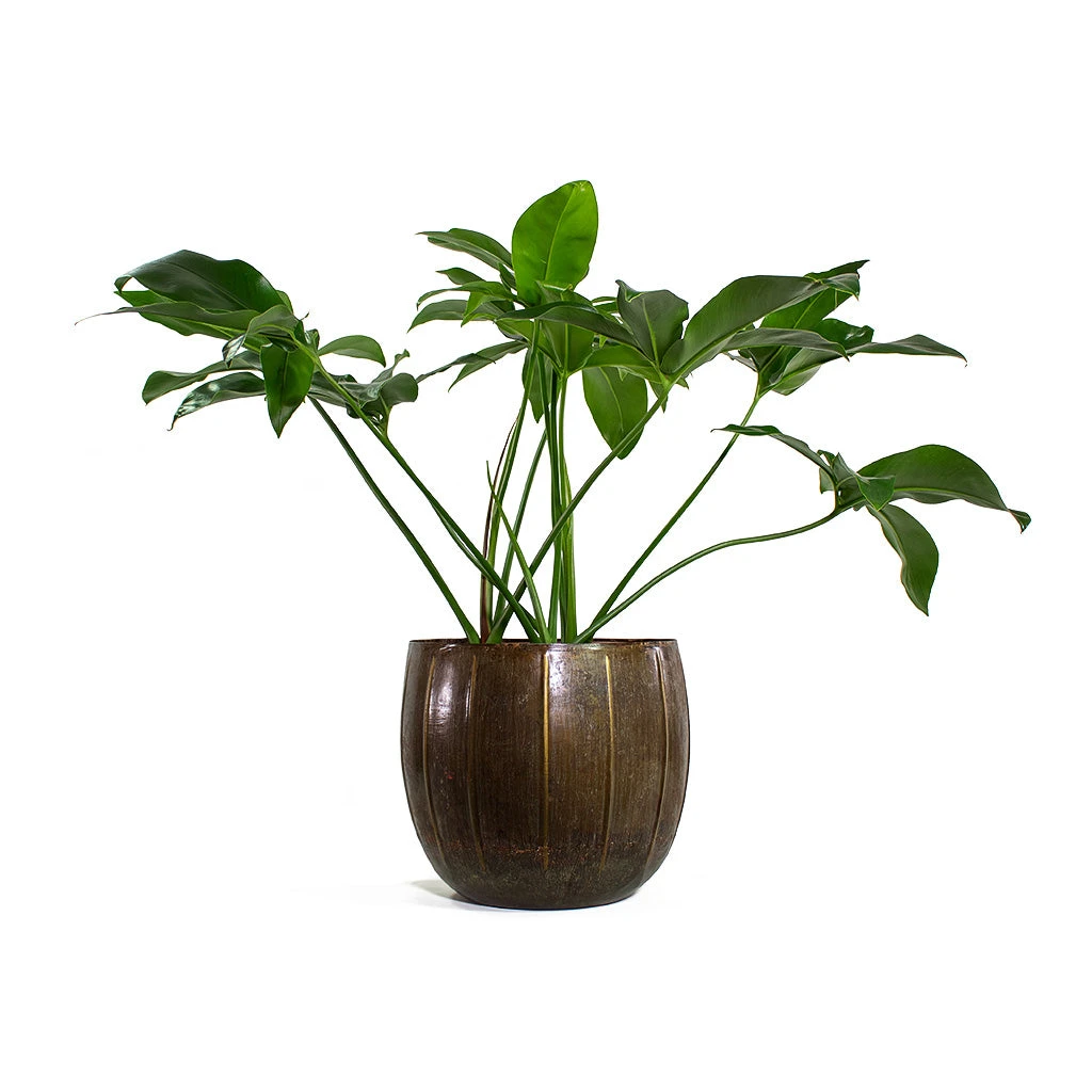Philodendron Green Wonder 7 Philodendron Green Wonder - Image 7