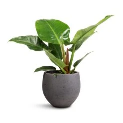 Mini Orb Kevan Plant Pot - Black Washed 27 Mini Orb Kevan Plant Pot - Black Washed -Indoor Plant Store Philodendron Imperial Green 19x50cm Mini Orb Kevan Plant Pot Black Washed 25x21cm db4607f1 0a87 4184 a705 db2ea000f8ab