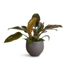 Mini Orb Kevan Plant Pot - Black Washed 17 Mini Orb Kevan Plant Pot - Black Washed -Indoor Plant Store Philodendron Imperial Red 19x55cm Mini Orb Kevan Plant Pot Black Washed 25x21cm 4f959ecf 6443 4dd9 bcca 626091519d71