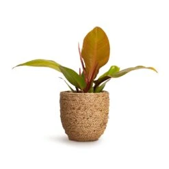 Cody Plant Pot - Straw Grass -Indoor Plant Store Philodendron Prince of Orange 10.5x30cm Cody Plant Pot Straw Grass 17x15cm a6822c98 32bd 4c63 a74f aafb2edd6dc0