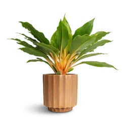 Bourton Scalloped Plant Pot - Clay 11 Bourton Scalloped Plant Pot - Clay -Indoor Plant Store Philodendron Prince of Orange 12x25cm Bourton Scalloped Plant Pot Clay 16x16cm