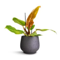 Mini Pixie Plant Pot - Black Washed -Indoor Plant Store Philodendron Prince of Orange 12x25cm Mini Pixie Plant Pot Black Washed 18x15cm 240538b0 cfbb 4b5d 8e7b c14f5546aa64