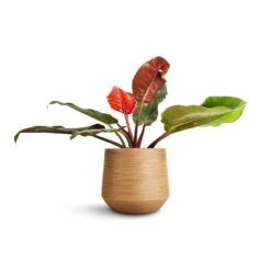Dune Darcy Planter - Almond -Indoor Plant Store Philodendron Prince of Orange 17x50cm Dune Darcy Planter Almond 30x26cm