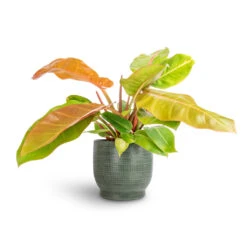 Lykke Plant Pot - Sage -Indoor Plant Store Philodendron Prince of Orange 17x50cm Lykke Plant Pot Sage 21x20cm 7c09e0f4 85bc 437d 99a7 cca96e0fe403