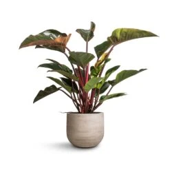 Philodendron Red Beauty 16 Philodendron Red Beauty -Indoor Plant Store Philodendron Red Beauty 27x100cm Cody Plant Pot Ridged Cement 35x31cm