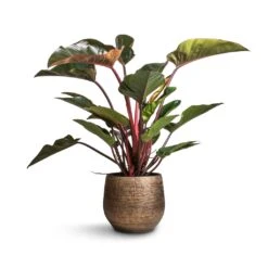Ryan Plant Pot - Shiny Gold 19 Ryan Plant Pot - Shiny Gold -Indoor Plant Store Philodendron Red Beauty 27x100cm Ryan Plant Pot Shiny Gold 36x32cm 8542260e 1c67 48dc a319 49f590e6cc21