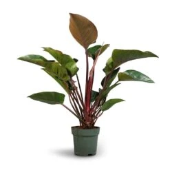 Philodendron Red Beauty 13 Philodendron Red Beauty -Indoor Plant Store Philodendron Red Beauty 27x90cm