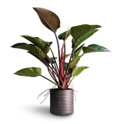 Philodendron Red Beauty 18 Philodendron Red Beauty -Indoor Plant Store Philodendron Red Beauty 27x90cm Angle Cylinder Plant Pot Anthracite 30x30cm
