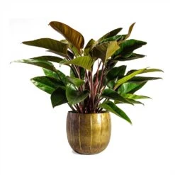 Philodendron Red Beauty 17 Philodendron Red Beauty -Indoor Plant Store Philodendron Red Beauty 27x90cmPlant Pot Gusto Old Brown