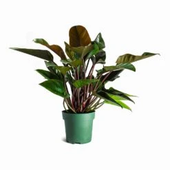 Philodendron Red Beauty 19 Philodendron Red Beauty -Indoor Plant Store Philodendron Red Beauty Houseplant 27x90cm