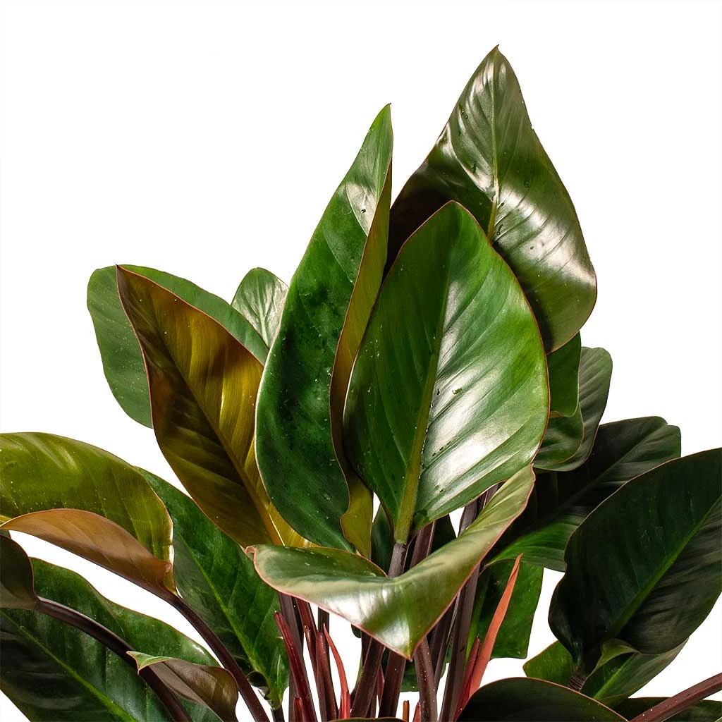Philodendron Red Beauty 2 Philodendron Red Beauty - Image 2
