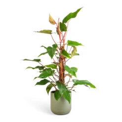Philodendron Erubescens Red Emerald - Moss Pole 10 Philodendron Erubescens Red Emerald - Moss Pole -Indoor Plant Store Philodendron Red Emerald 18x85cm Lisbon Plant Pot Sage 24x24cm b1e72d20 1903 40ca beb4 5a1da434b62b