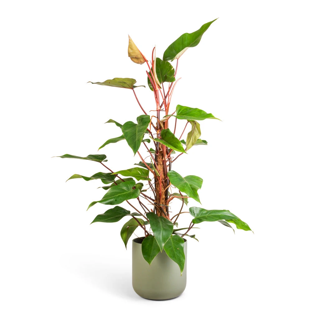 Philodendron Erubescens Red Emerald - Moss Pole 5 Philodendron Erubescens Red Emerald - Moss Pole - Image 5